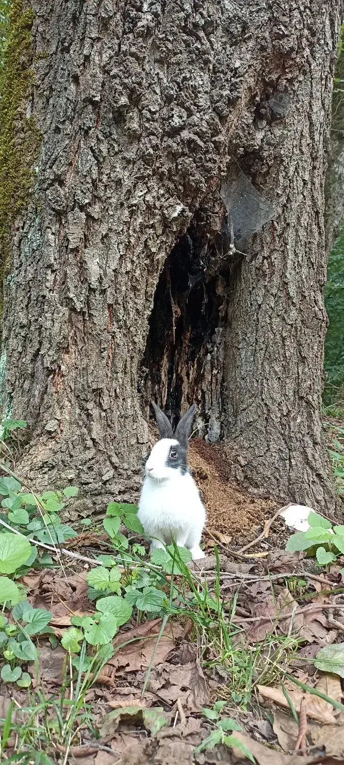 واگذاری خرگوش|موش و خرگوش|بروجرد, |دیوار
