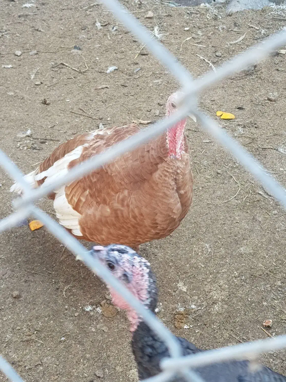 بوقلمون بوربون|حیوانات مزرعه|آزادشهر, |دیوار