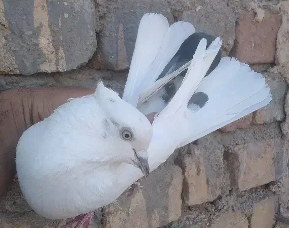 کفتر پرشی|پرنده|قم, باغ شازده|دیوار