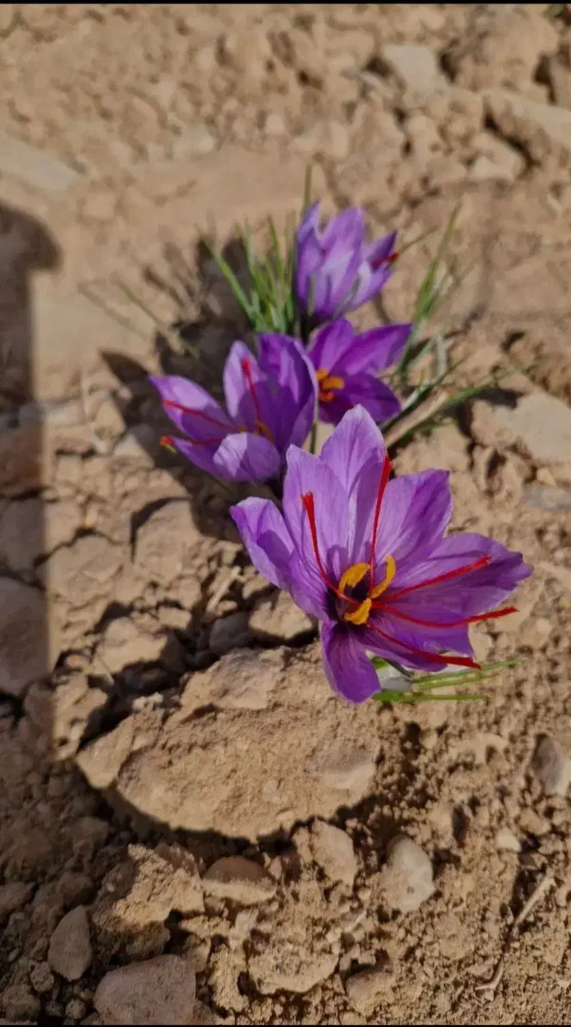زرشک،آب زرشک،زعفران،عناب و پسته|خوردنی و آشامیدنی|قائن, |دیوار