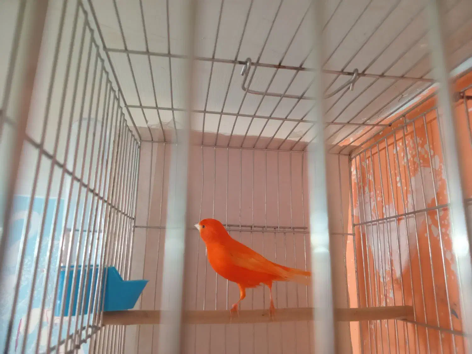 قناری نر و ماده|پرنده|سنقر, |دیوار