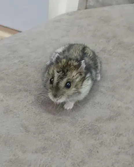 فروش|موش و خرگوش|محمدبار, |دیوار