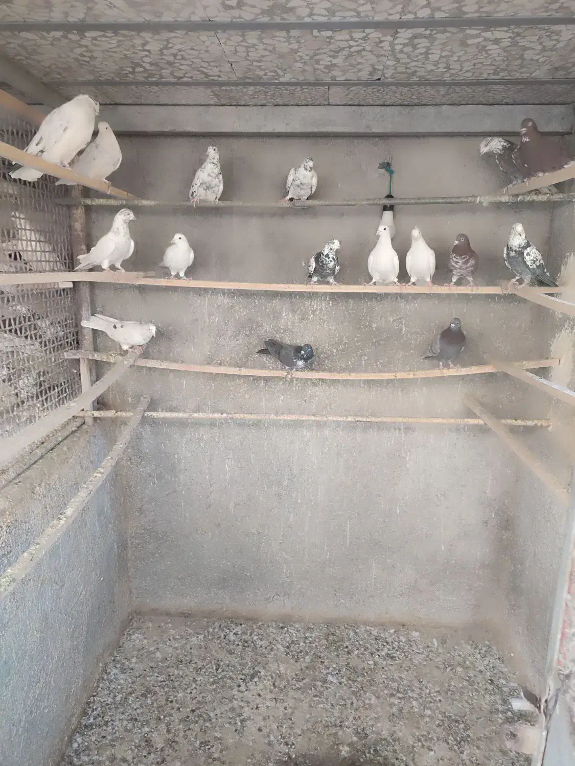 کبوتر نرماده|پرنده|کهک, |دیوار