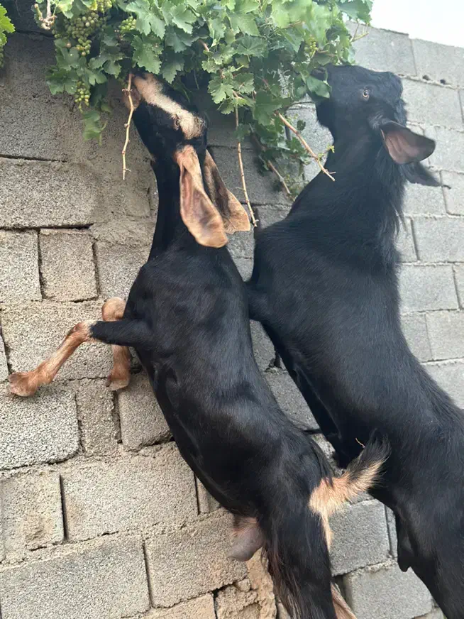 نر بز پاکستانی تکه|حیوانات مزرعه|رباط‌کریم, الارد|دیوار