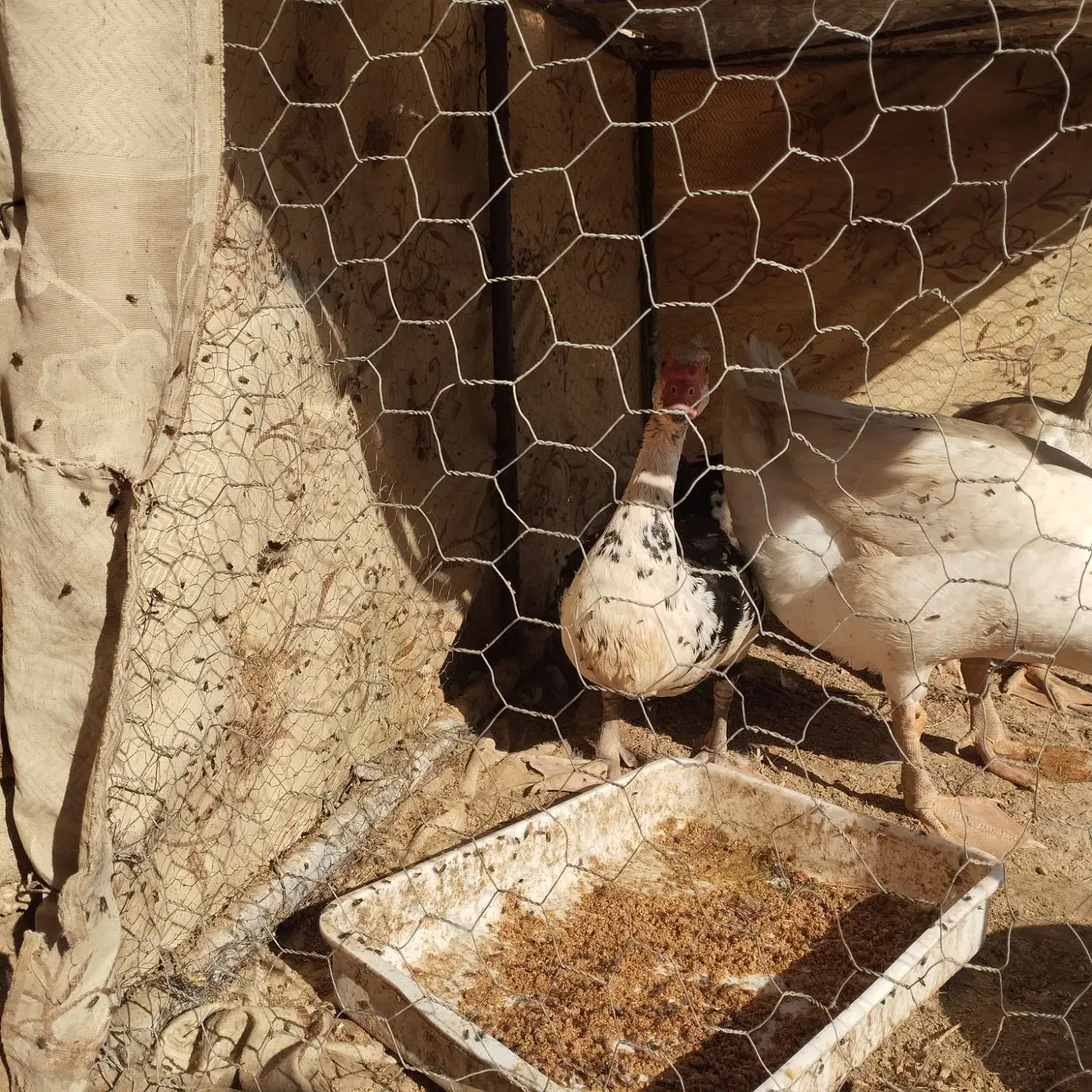 غوغاز اوکراینی اصل و اردک خارجی|حیوانات مزرعه|زابل, |دیوار