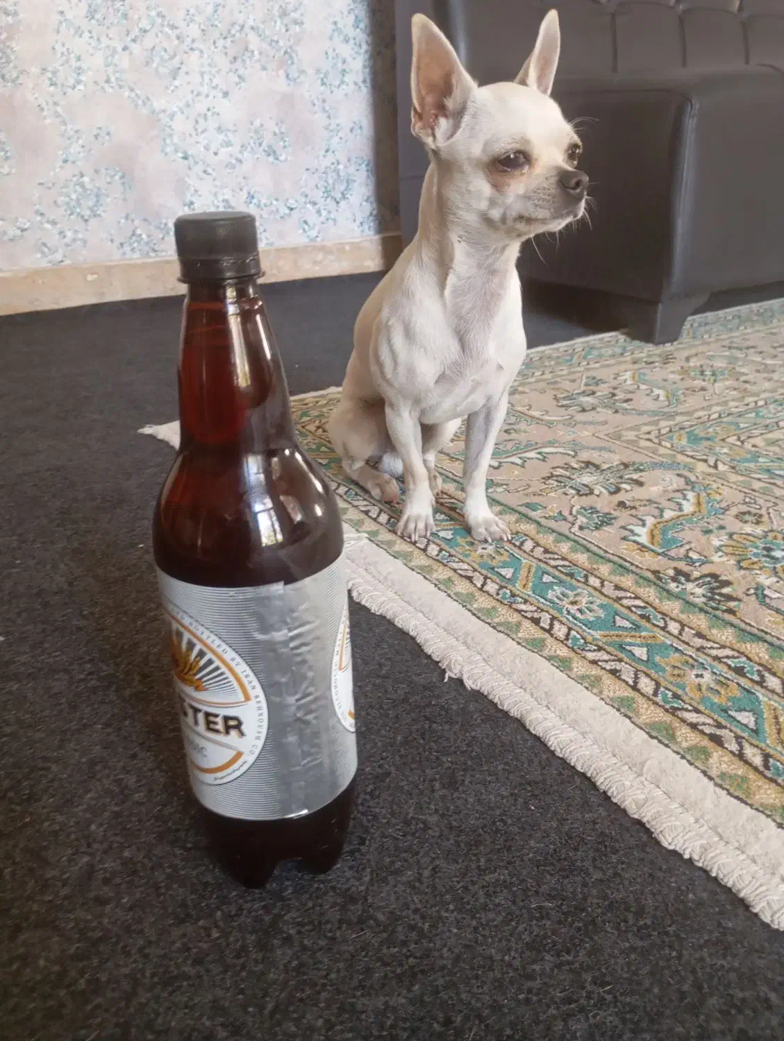 واگذاری سگ شیواوا|سگ|ماهدشت, |دیوار