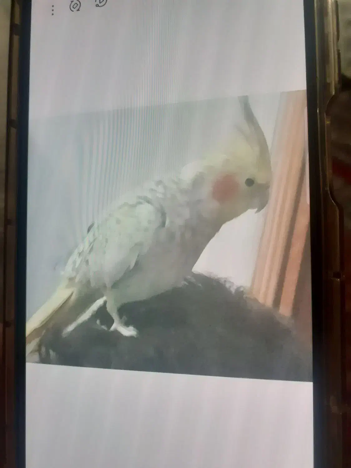 گم شده|حیوانات|بروجرد, |دیوار