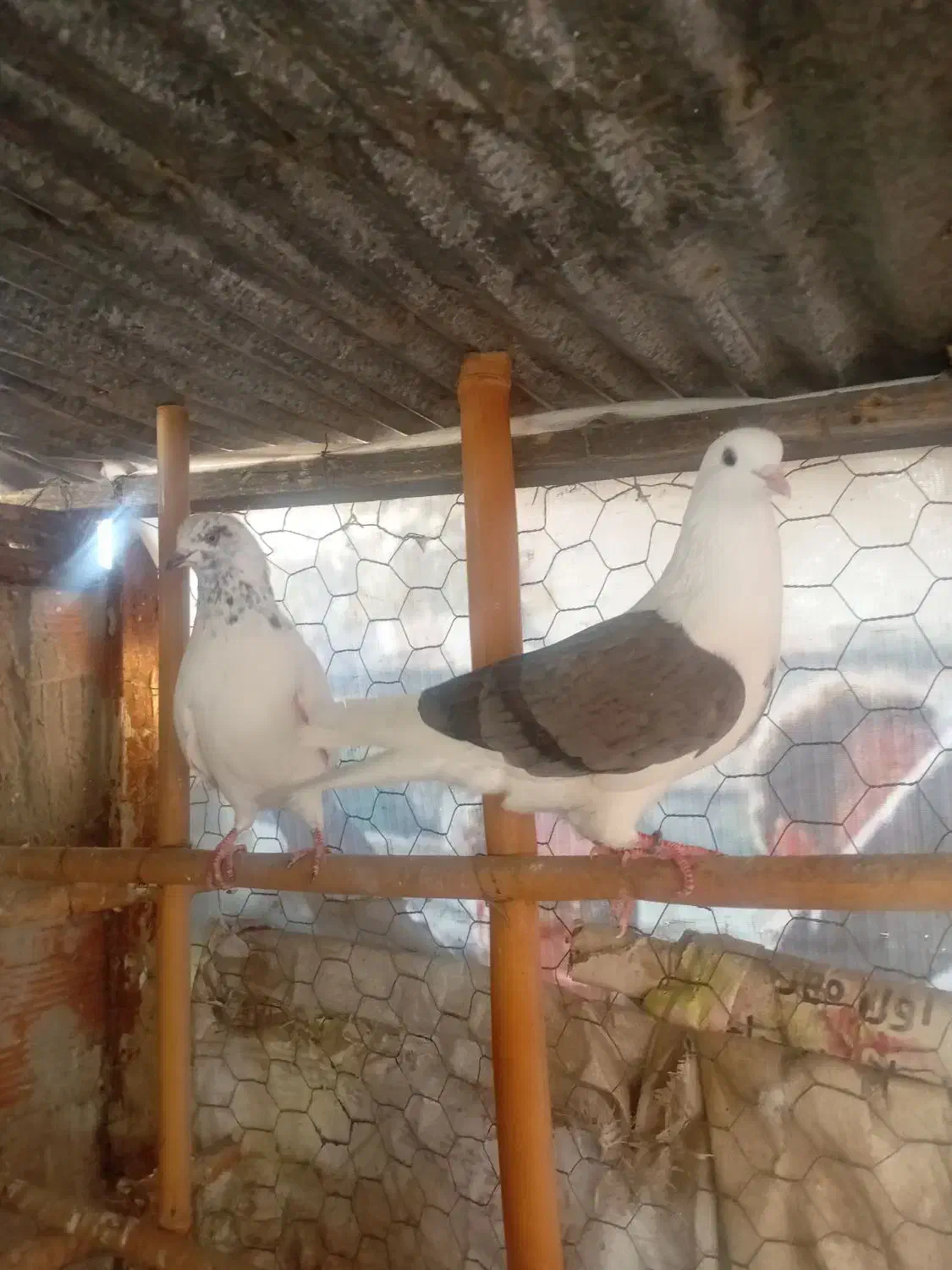 کبوتر‌های ساعت سنگین|پرنده|قائم‌شهر, |دیوار