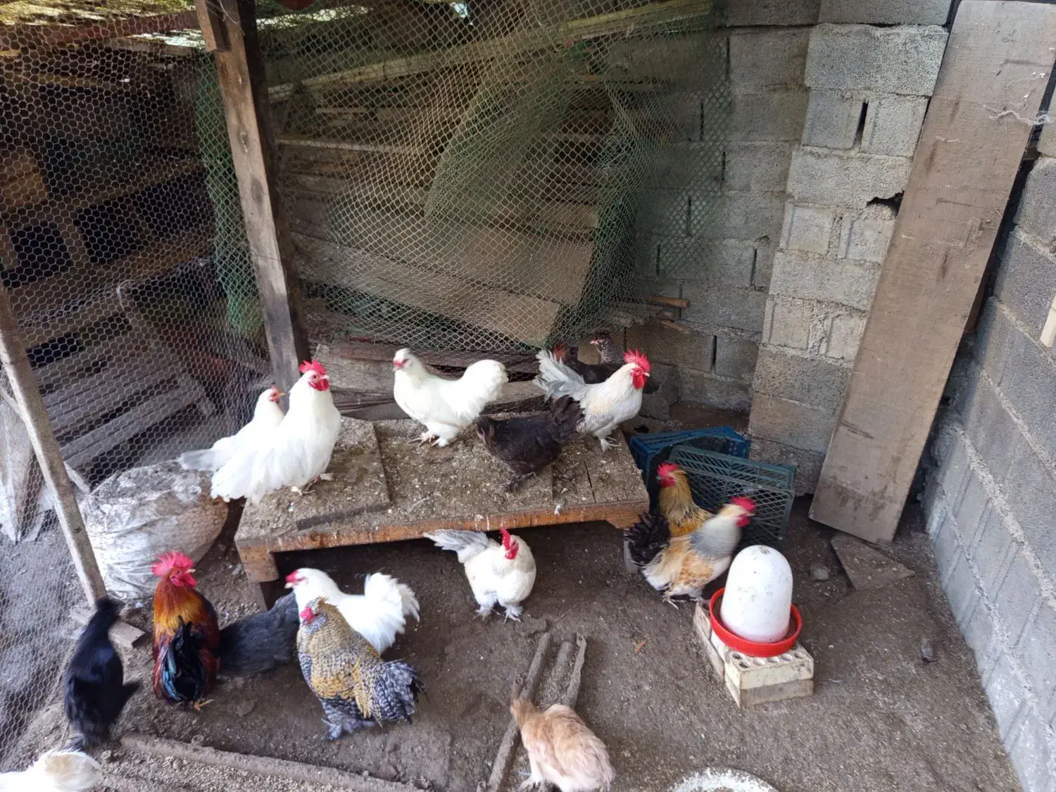 بوقلمون و مرغ و خروس تزیینی|پرنده|هچیرود, |دیوار