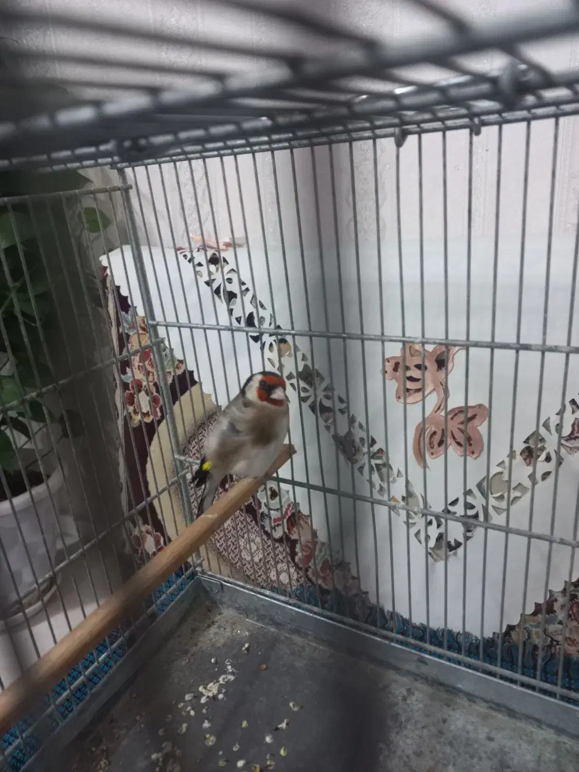 سهره قرص خون|پرنده|محلات, |دیوار