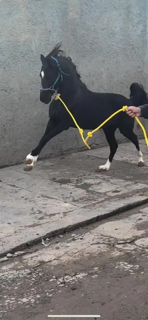 اسب کرد|اسب و تجهیزات اسب‌سواری|تهران, فرودگاه مهرآباد|دیوار