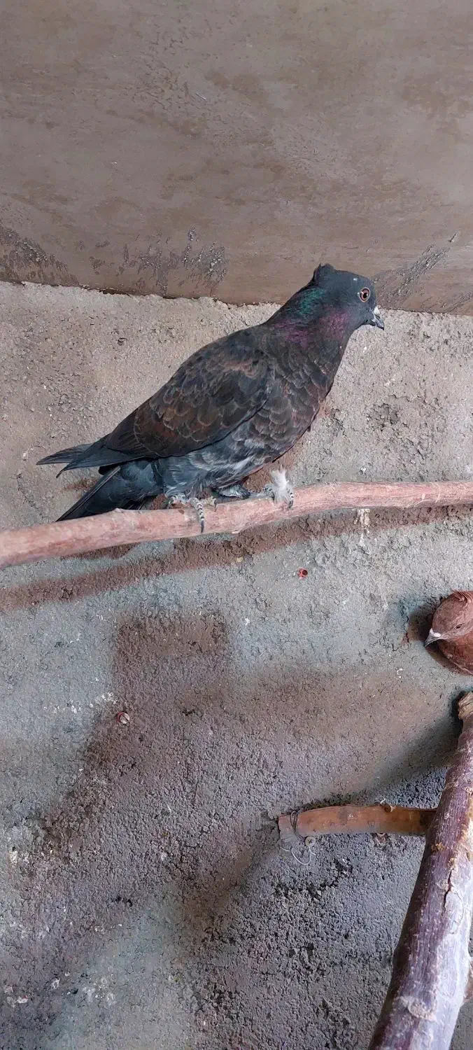 کفتر فروشی|پرنده|اردکان, |دیوار