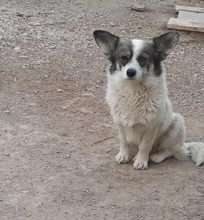 فروش سگ|سگ|اصفهان, اندوان|دیوار