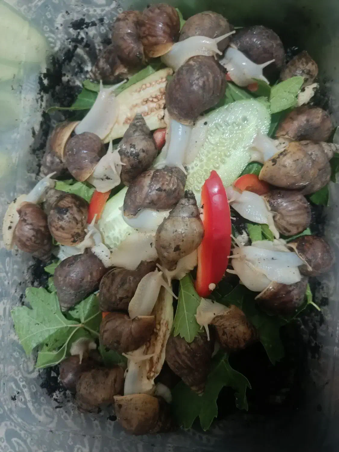 حلزون جوجه و مولد اچاتینا و البینو تخم گذار بزرگ|خزنده|همدان, |دیوار