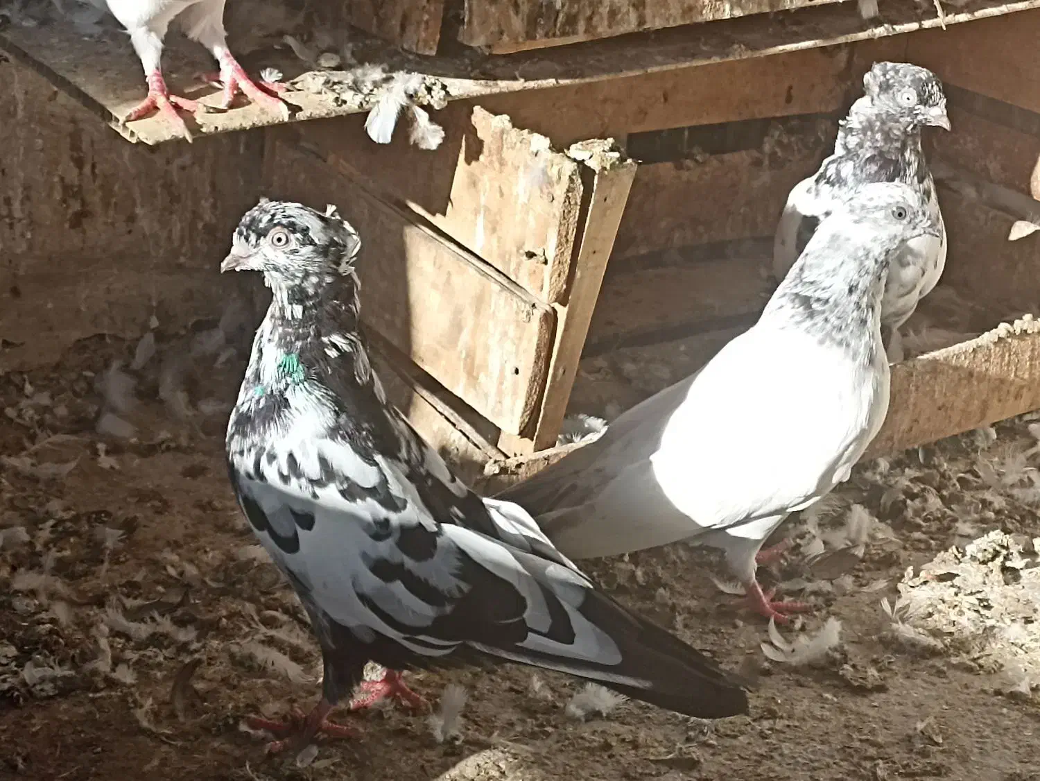 چند عدد کبوتر|پرنده|چمران, |دیوار