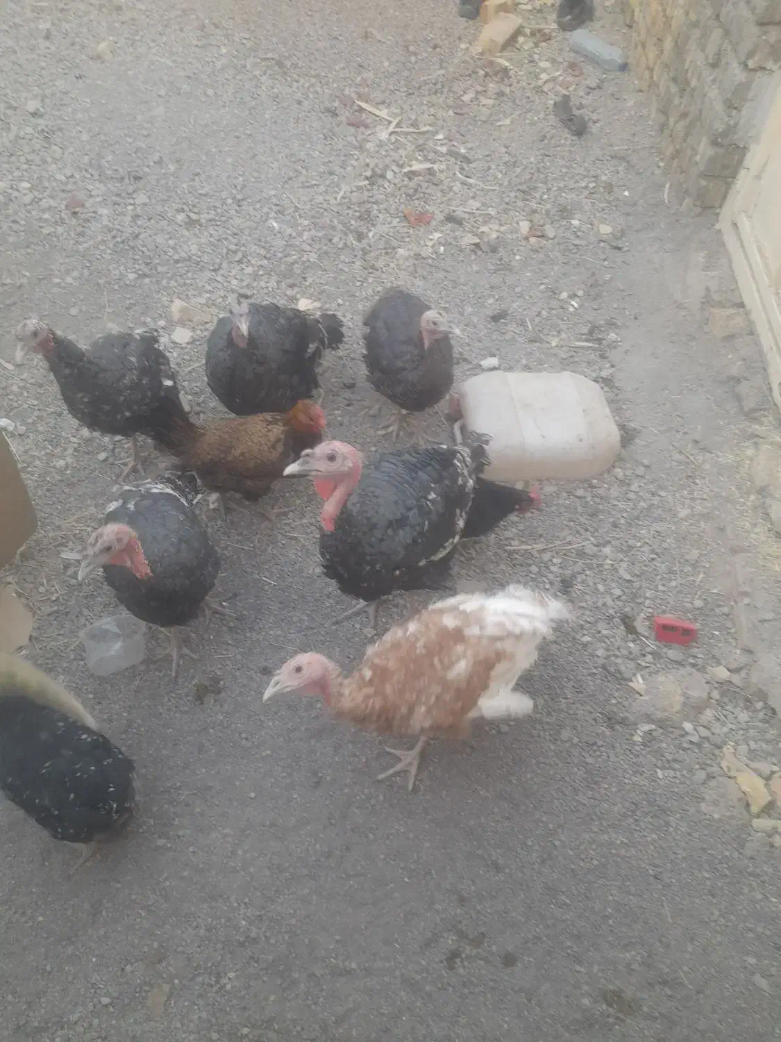 بوقلمون فروشی|حیوانات مزرعه|کاشان, راوند|دیوار