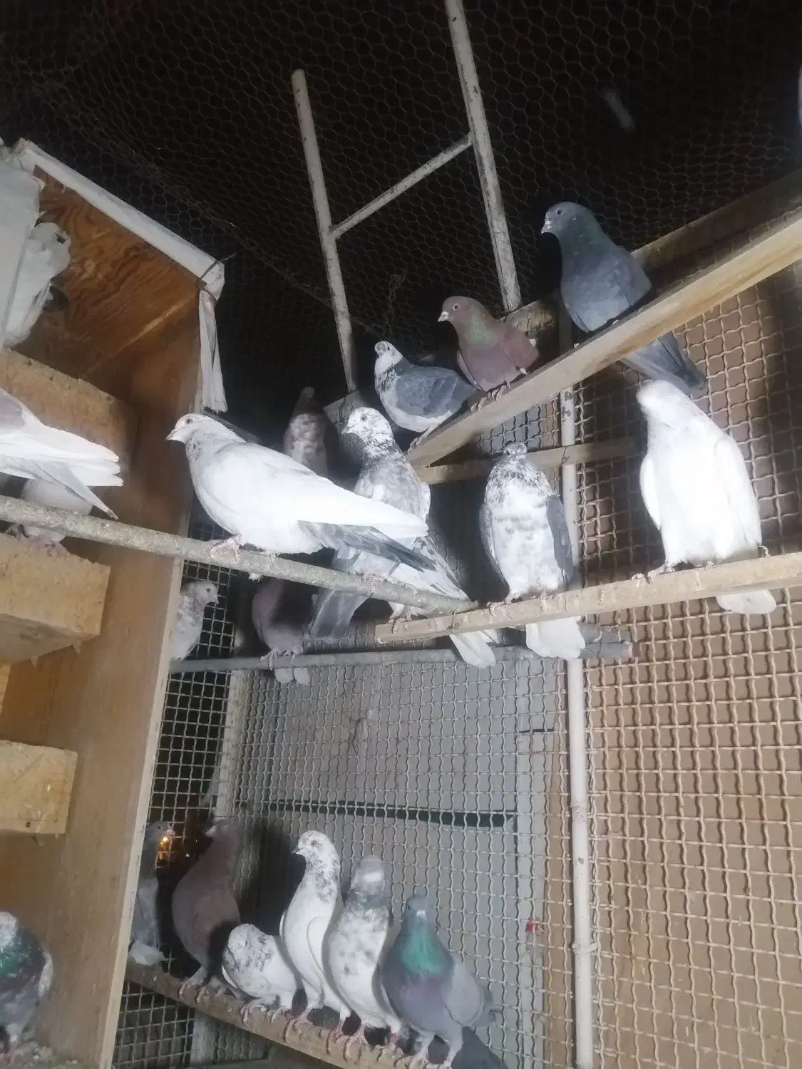 کفتر، کبوتر|پرنده|شاهرود, |دیوار