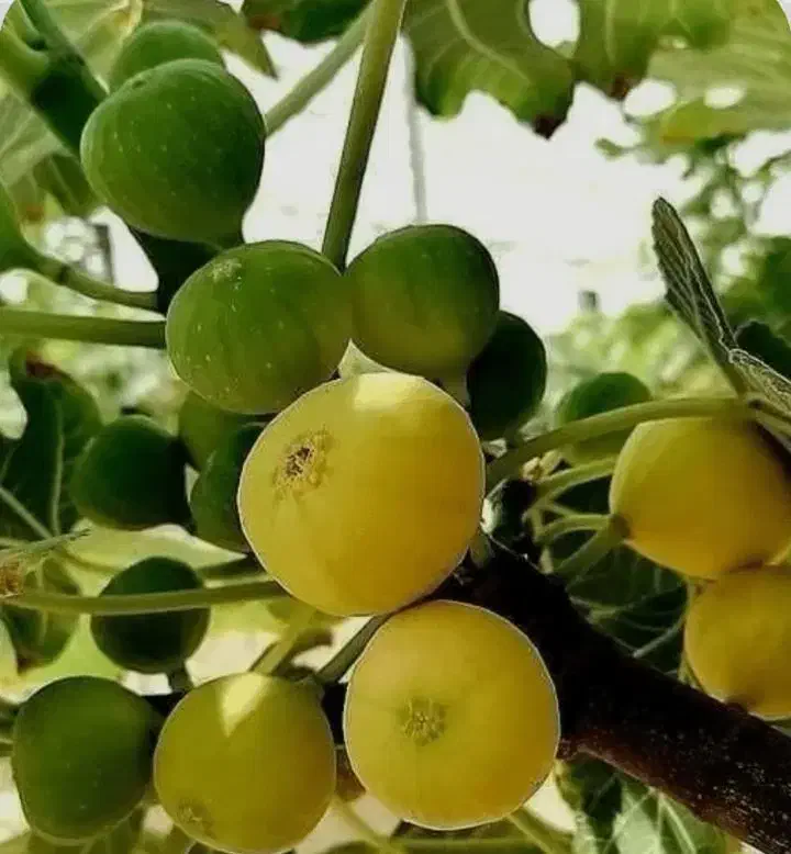 نهال انجیر باکیفیت اصلاح شده|خدمات باغبانی و درختکاری|سپیدان, |دیوار