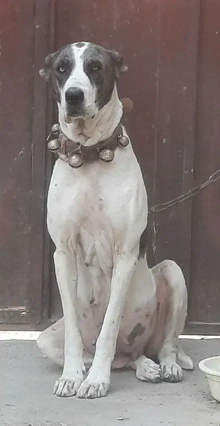 لاس ، الابای ۳ساله|سگ|قم, شهدا|دیوار