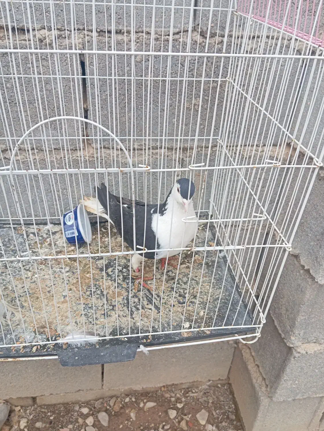 کفتر ساده سیاه ماده|پرنده|بجنورد, |دیوار