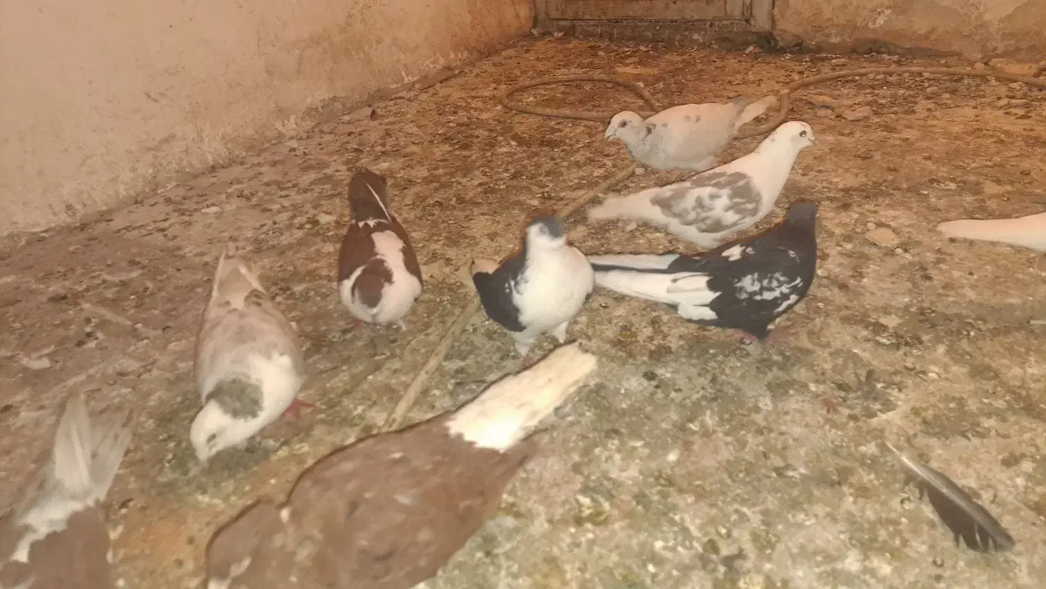 کفتر هوایی هم جفتگاه|پرنده|مشهد, رضاشهر|دیوار