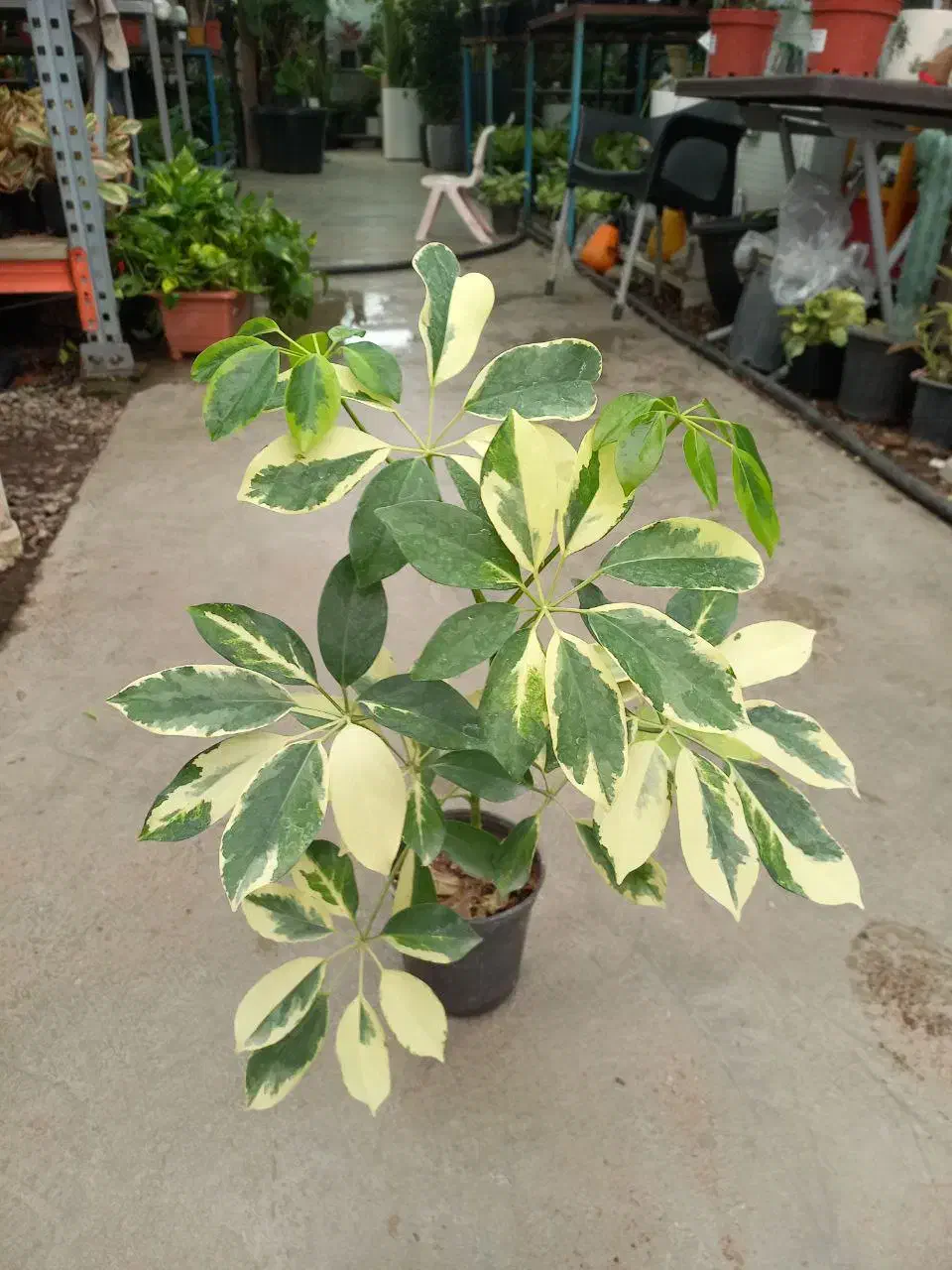 گیاه شفلرا|گل و گیاه طبیعی|تهران, عباسآباد|دیوار