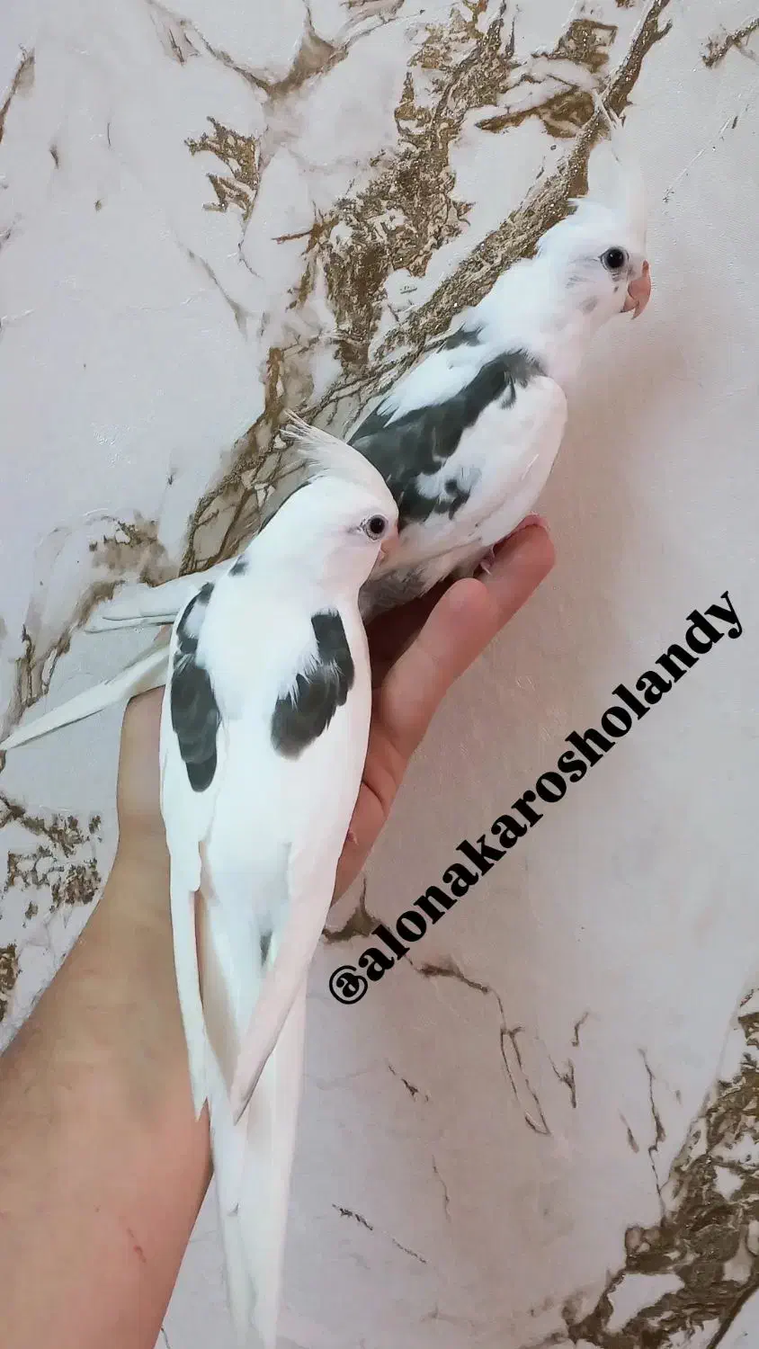 عروس هلندی( سالن ) فول اهلی|پرنده|خوی, |دیوار