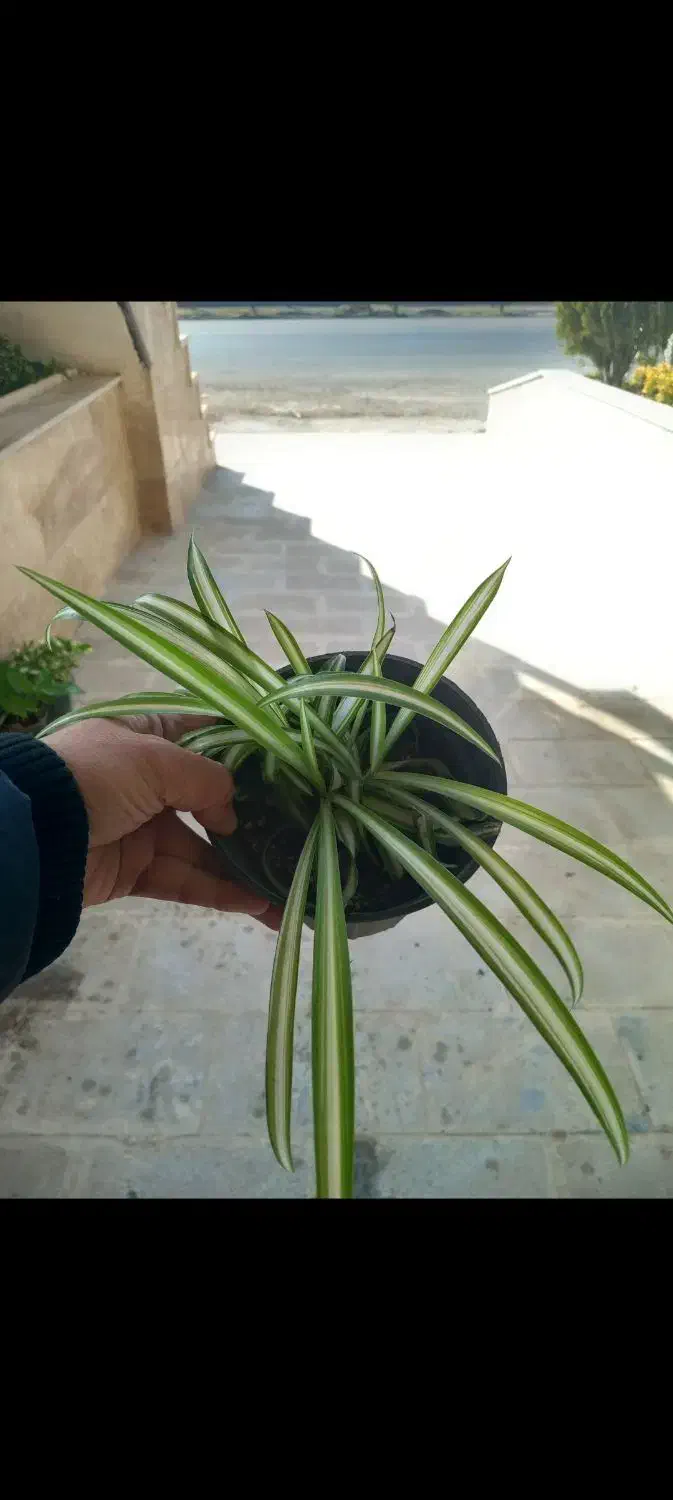 حراج گل طبیعی|گل و گیاه طبیعی|دماوند, گیلاوند|دیوار