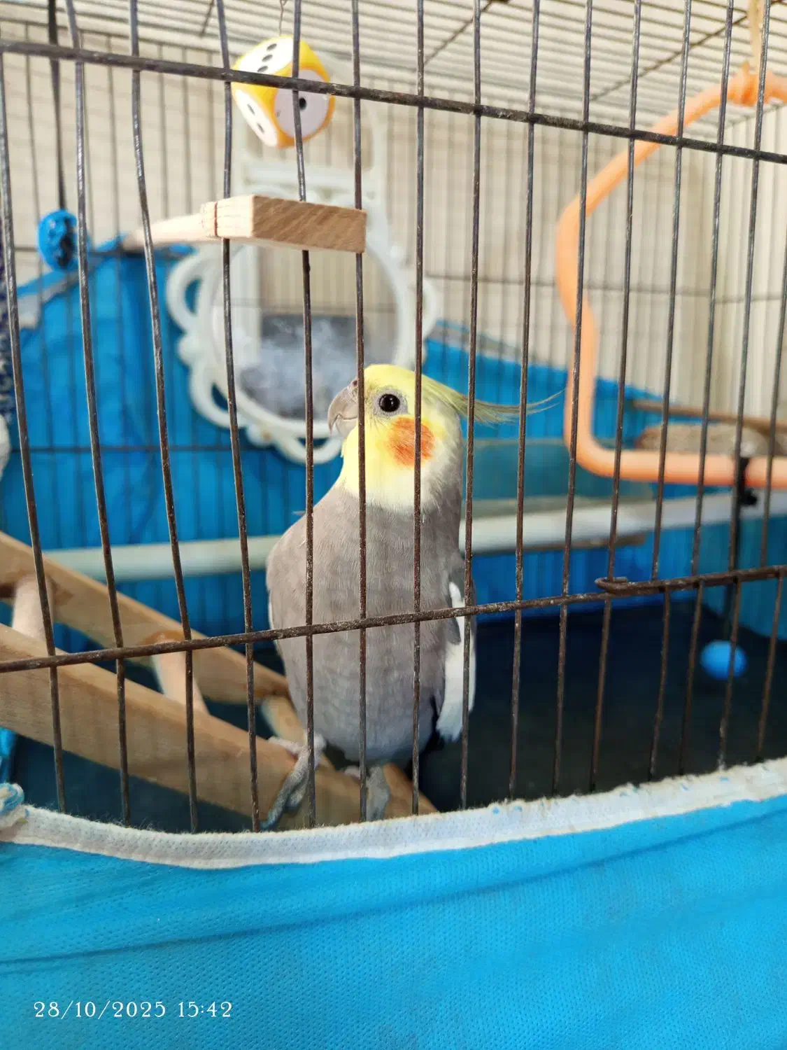 عروس هلندی|پرنده|رشت, دخانیات|دیوار