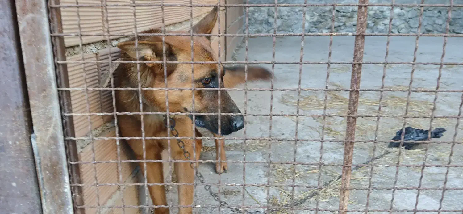 واگذاری سگ نگهبان|سگ|نوکنده, |دیوار