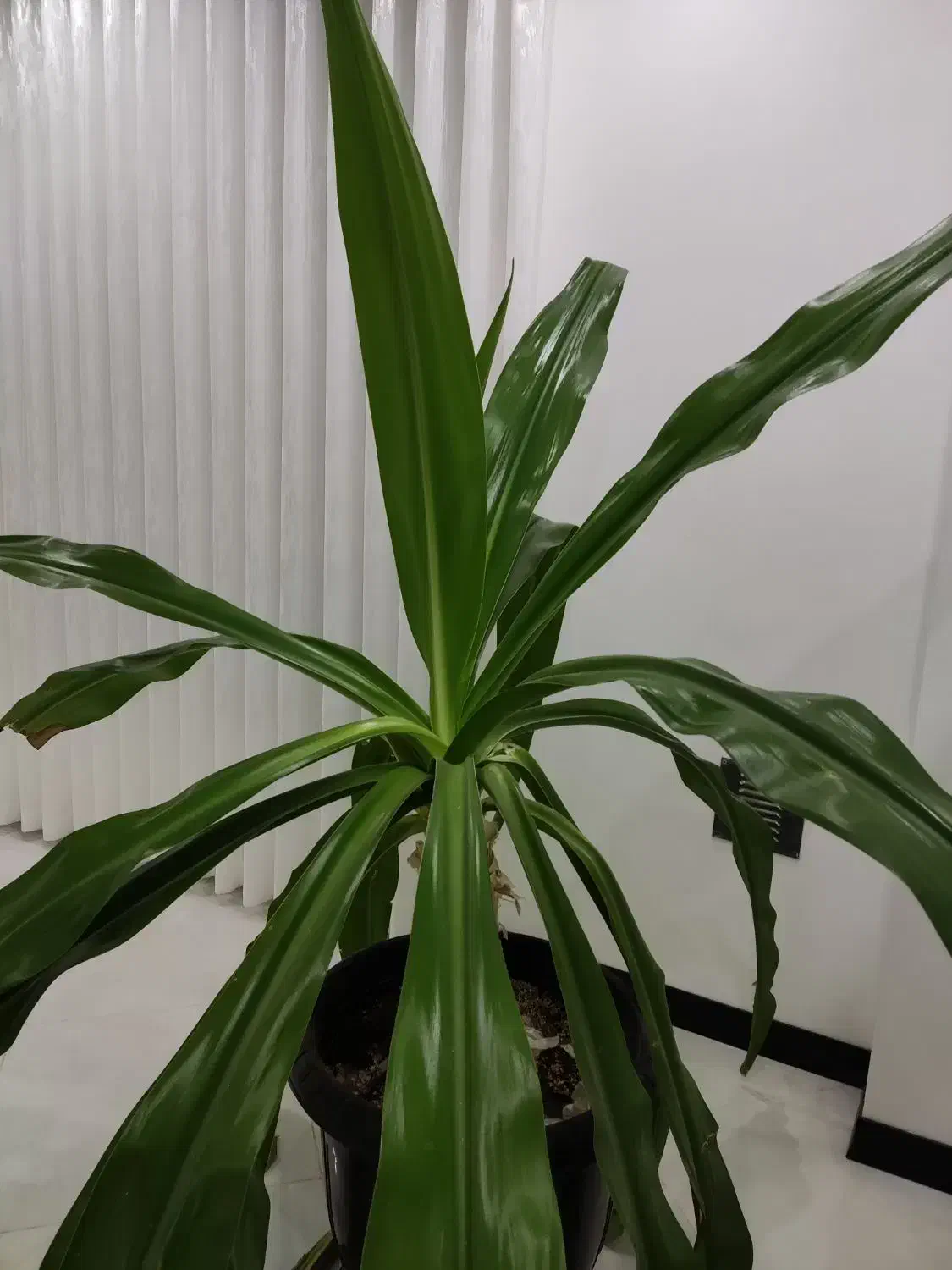 گل برگ موزی بزرگ|گل و گیاه طبیعی|کرمان, |دیوار