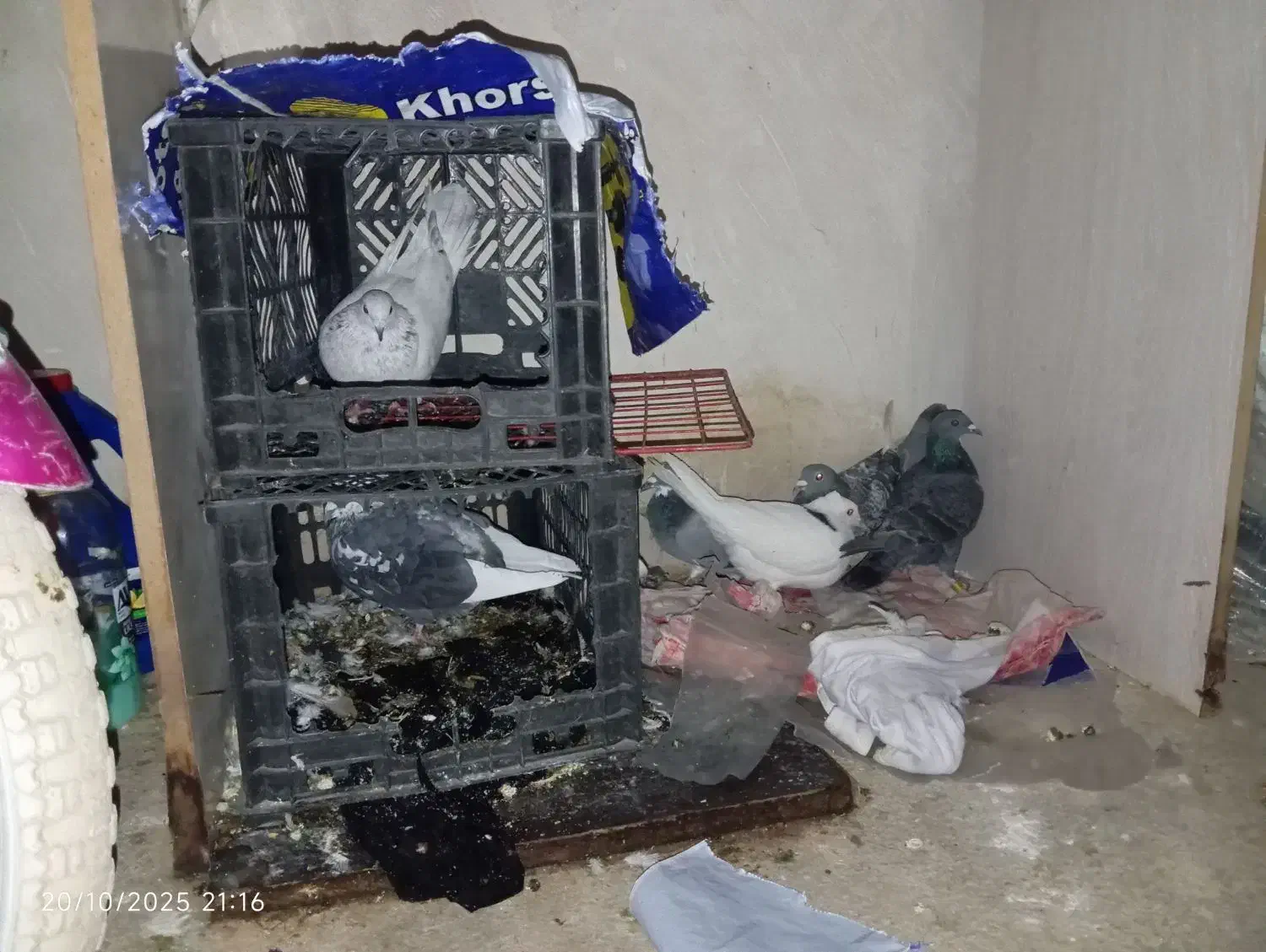 6کببوتر یا معامله|پرنده|دالاهو, |دیوار