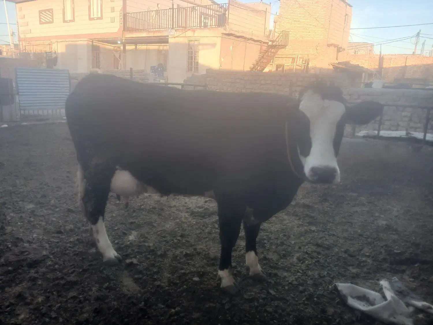 گاو|حیوانات مزرعه|تاکستان, |دیوار