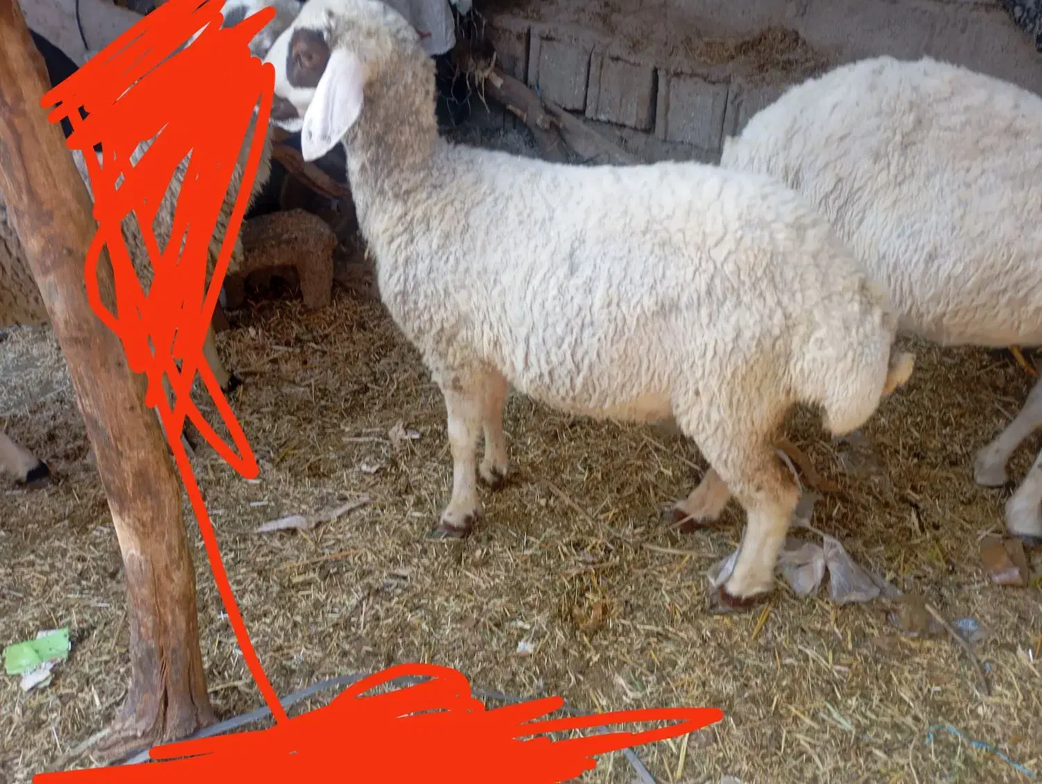 دو عدد بره ماده چاق سرحال سالم|حیوانات مزرعه|جیرفت, |دیوار