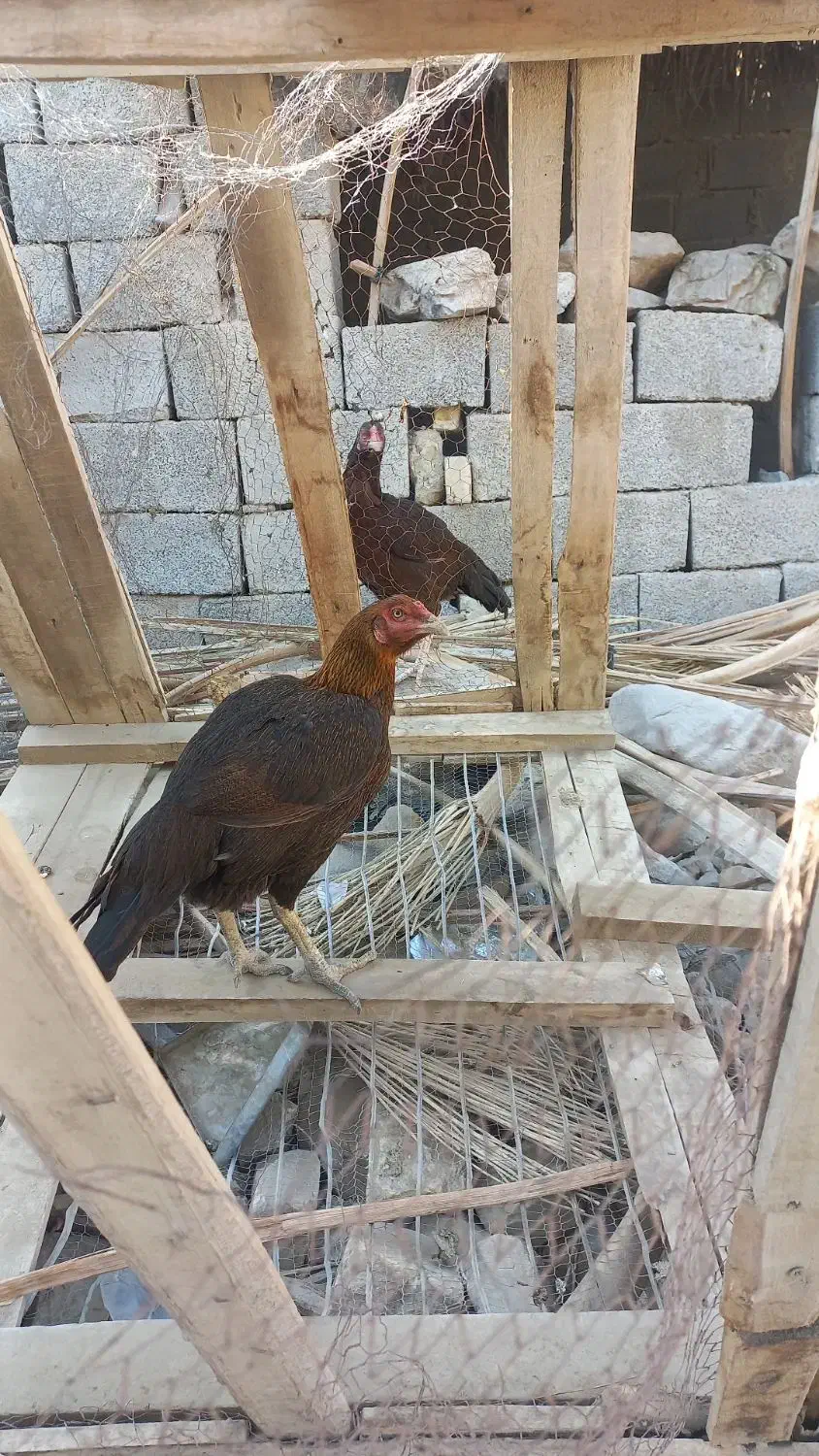 مرغ نسل دار|حیوانات مزرعه|سراوان, |دیوار