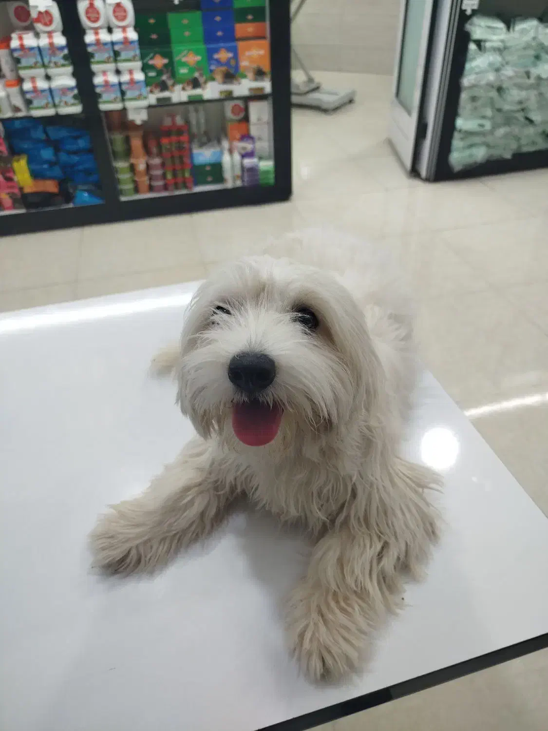 سگ ماده شیتزو|سگ|خرم‌آباد, |دیوار