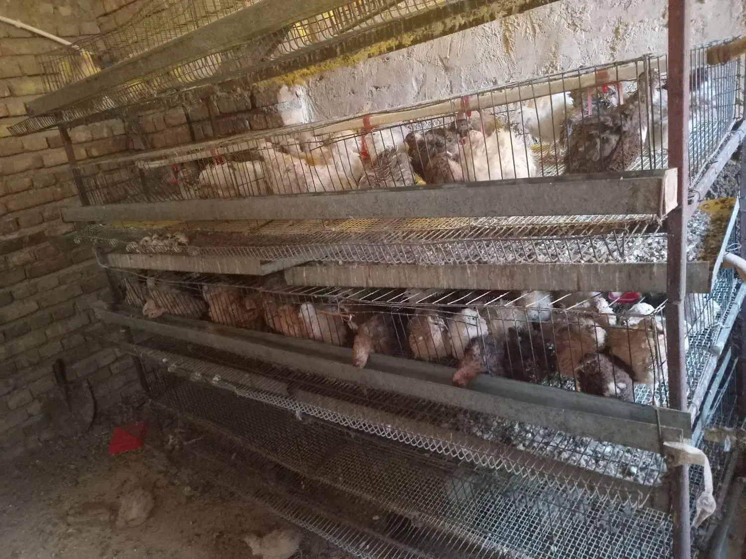 بیلدیرچین نروماده|حیوانات مزرعه|مرند, |دیوار