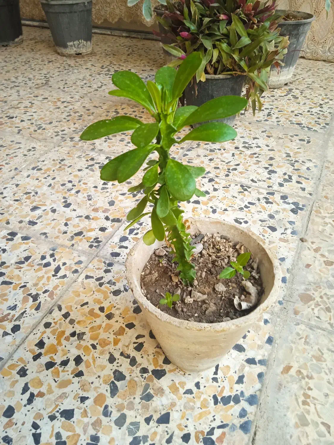 حراجی گل و گیاه|گل و گیاه طبیعی|دزفول, |دیوار