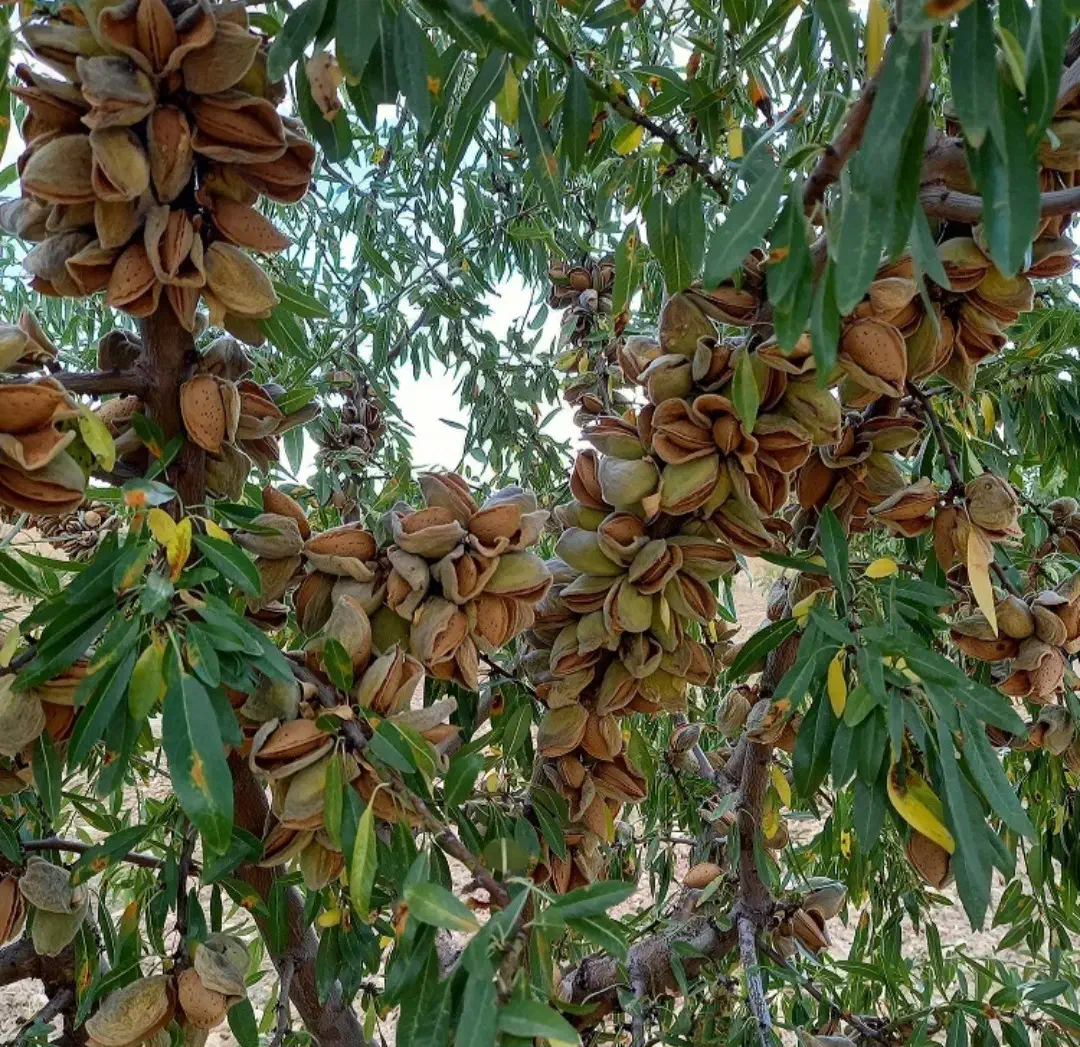 نهالستان فروش ویژه میوه ، گردو ، صنوبر تضمینی|خدمات باغبانی و درختکاری|شیراز, آبیاری|دیوار