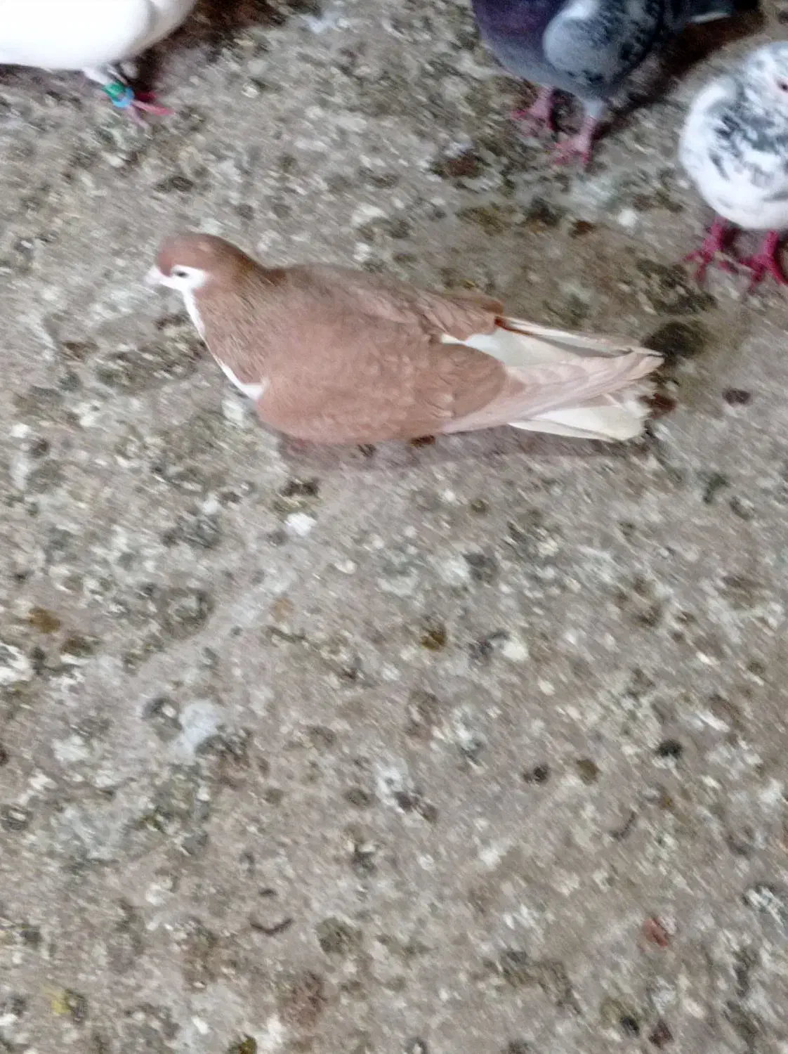 کبوتر قره پشت سینه ساده چپ شامی|پرنده|قوچان, |دیوار