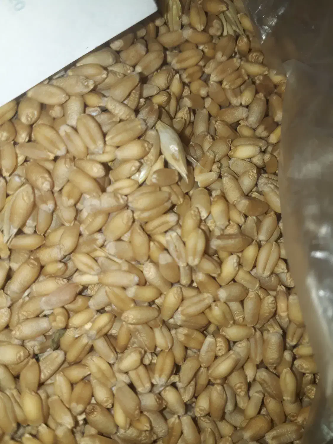 بذر گندم|خدمات باغبانی و درختکاری|گنبد کاووس, |دیوار