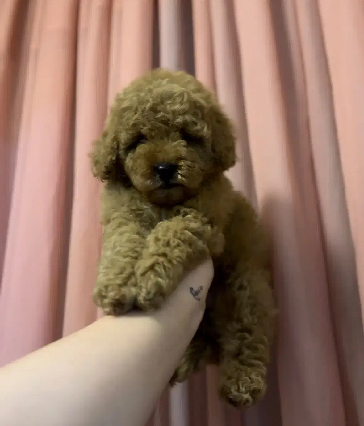 توی پودل رد نروماده|سگ|مشهد, هنرستان|دیوار