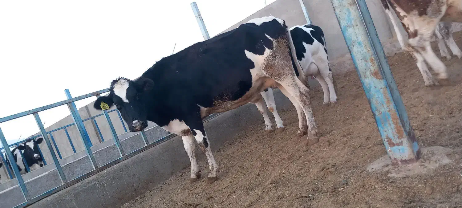 گاوشیری وتلیسه ابستن|حیوانات مزرعه|باشتین, |دیوار