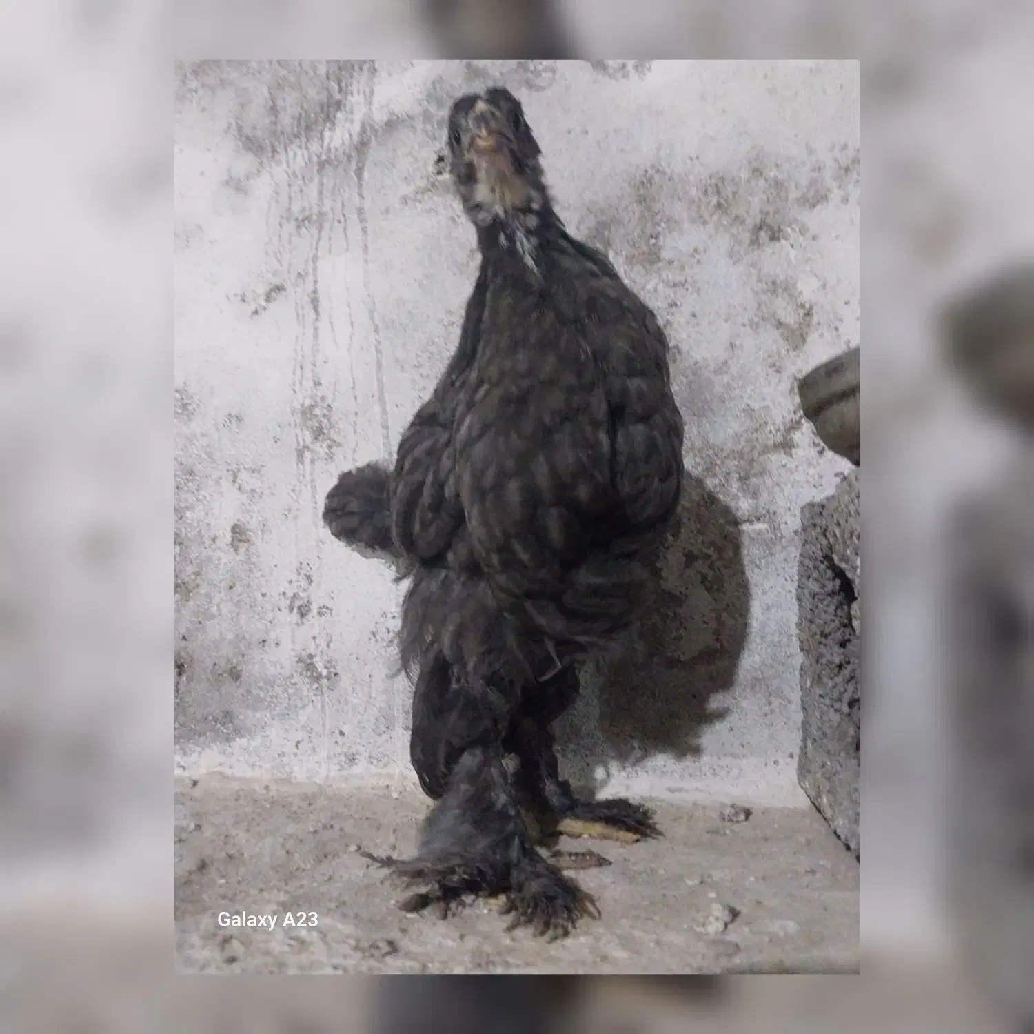 88عدد جوجه نژاددار درهم برهما گلین آمرکانا لاری|حیوانات مزرعه|آمل, |دیوار