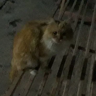 گربه پرشین سفید و نارنجی( پایین ترین قیمت)|گربه|کرمانشاه, |دیوار