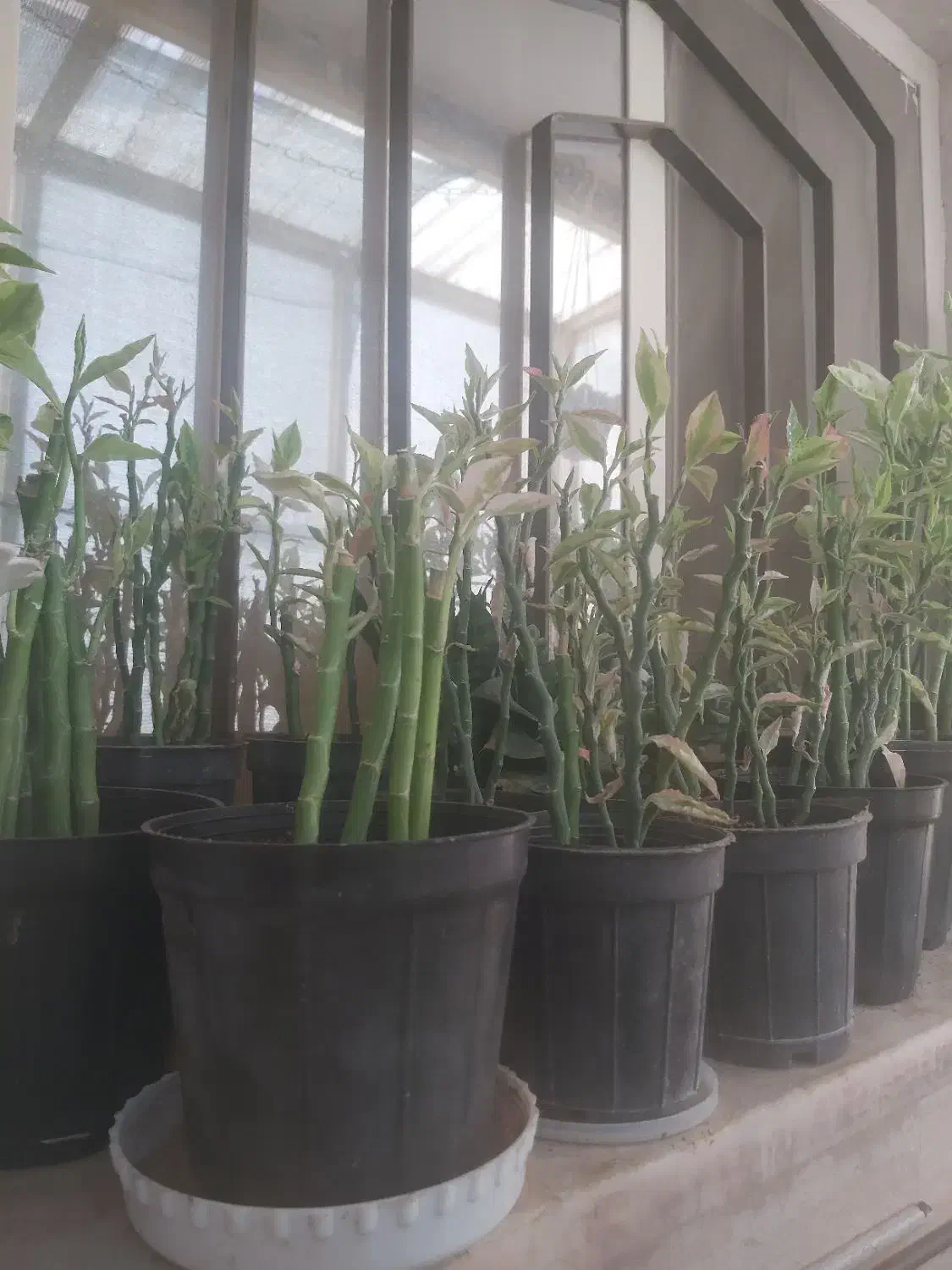 گل و کاکتوس|گل و گیاه طبیعی|شاهرود, |دیوار