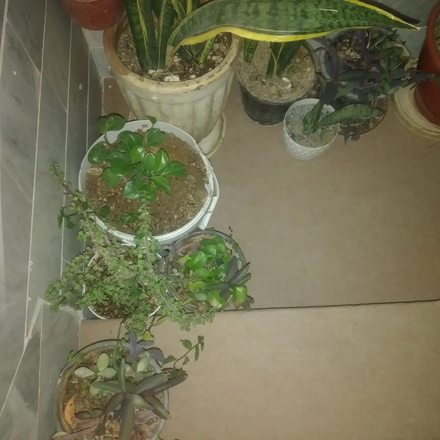 گل های زینتی آپارتمانی|گل و گیاه طبیعی|دلیجان, |دیوار