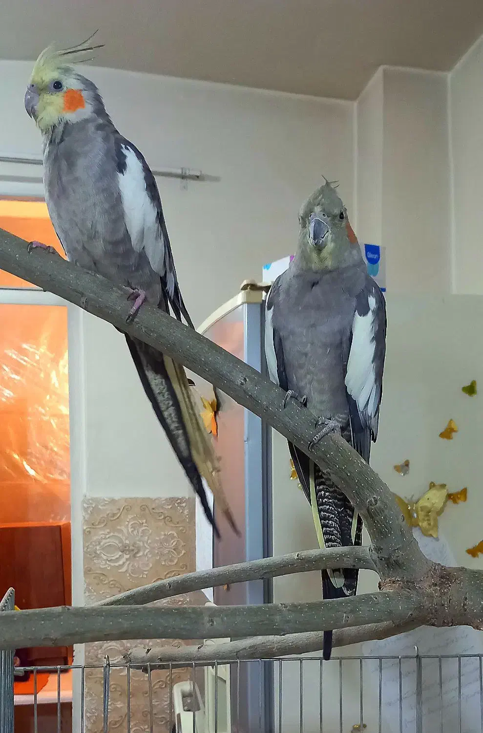 عروس هلندی|پرنده|شهریار, شهرک وائین|دیوار