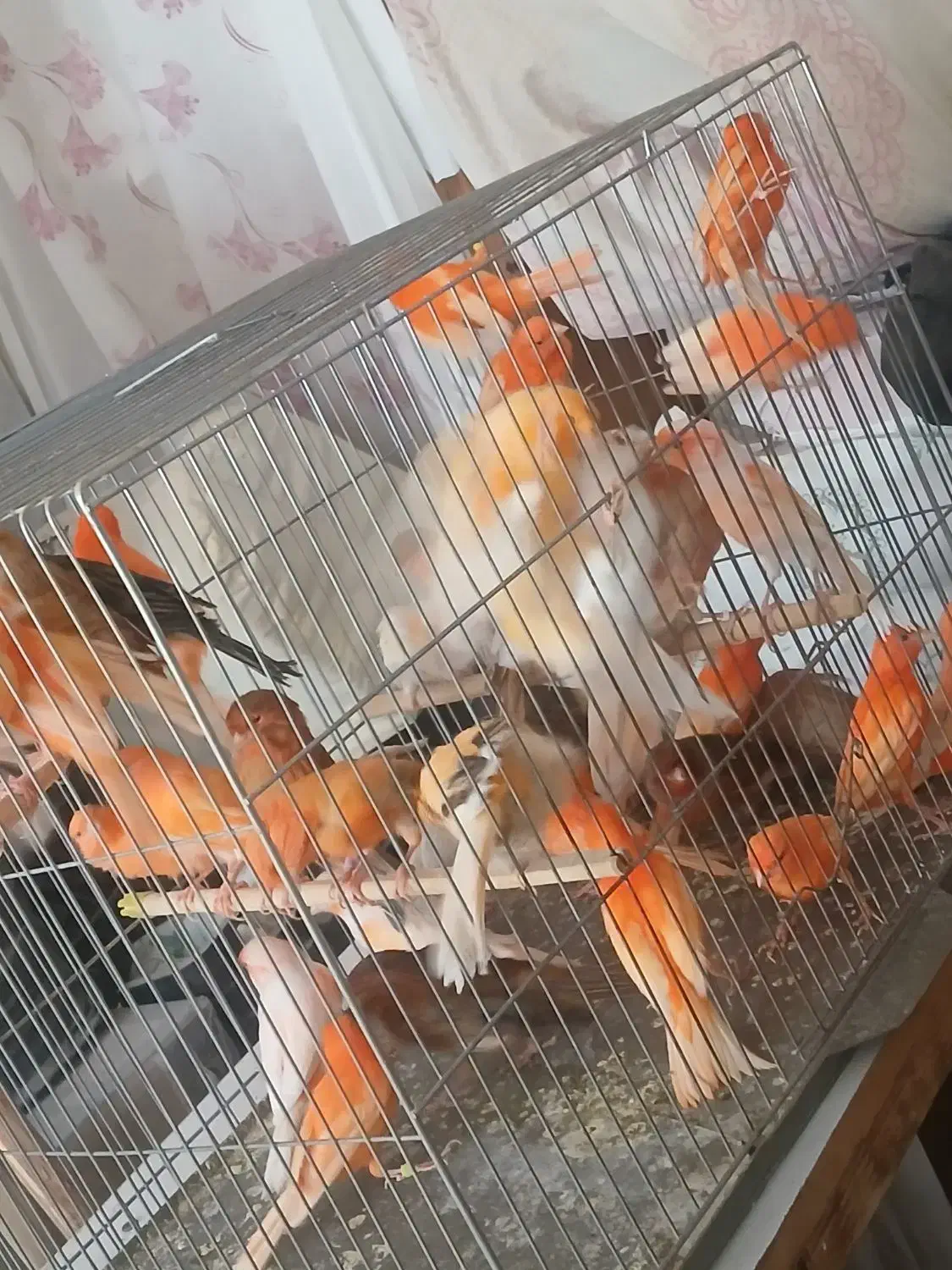 قناری سرخ رد فاکتور و مزایکی اورجینال خاص|پرنده|خمینیشهر, |دیوار