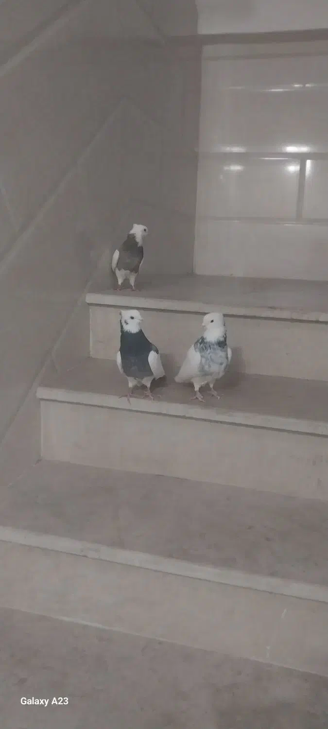 طوقی|پرنده|قیدار, |دیوار